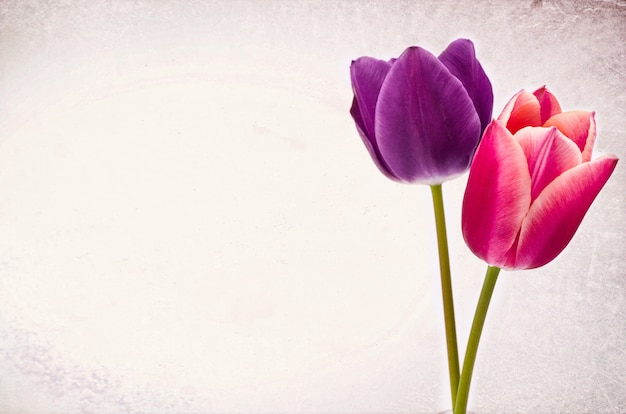 Close de duas flores coloridas em forma de tulipa, isoladas no fundo branco com espaço para seu texto