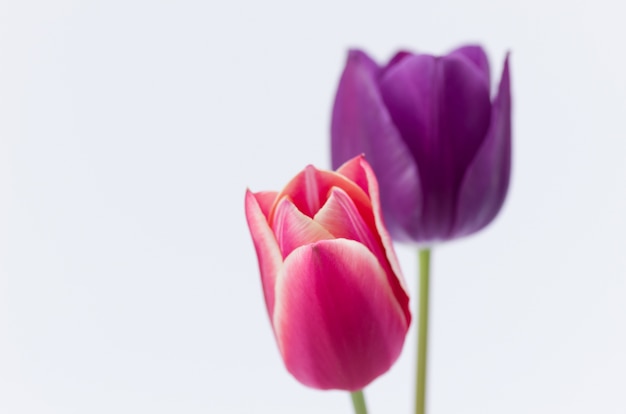 Close de duas flores coloridas em forma de tulipa, isoladas no fundo branco com espaço para seu texto