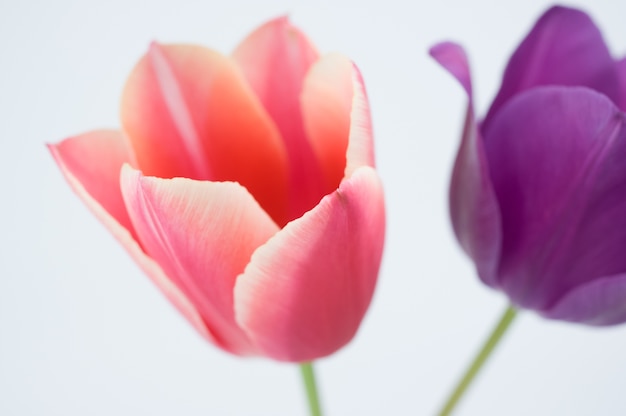 Close de duas flores coloridas em forma de tulipa, isoladas no fundo branco