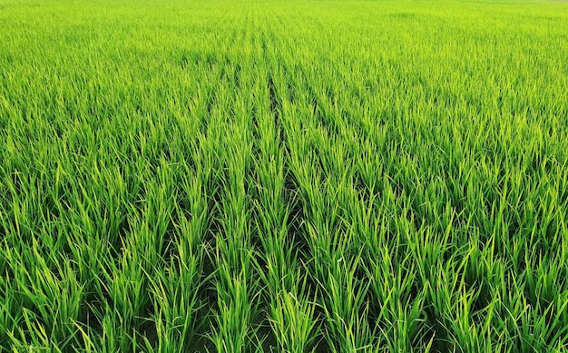 Close de fileiras de plantas de arroz em um vasto campo