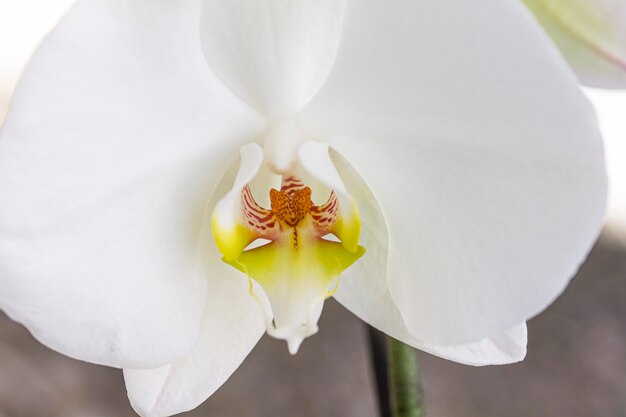 Close de flor de orquídea branca