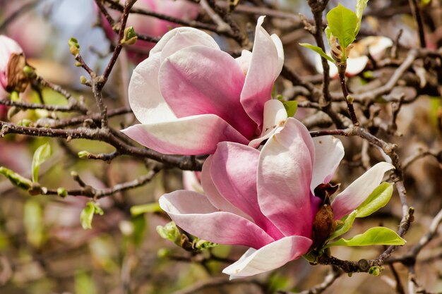 Close de flores de magnólia rosa em uma árvore com galhos de árvores ao fundo