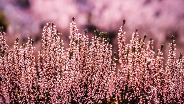 Close de flores de urze comuns no campo