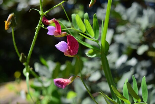 Close de flores silvestres de ervilha-doce em um campo sob o sol em Malta