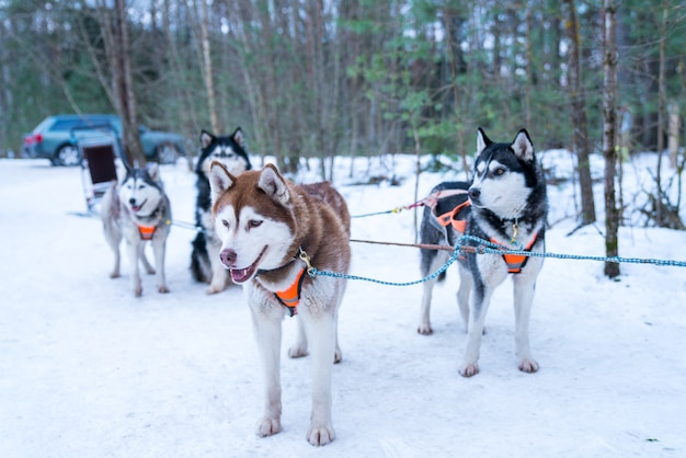 Close de foco seletivo de um grupo de cães de trenó husky na neve