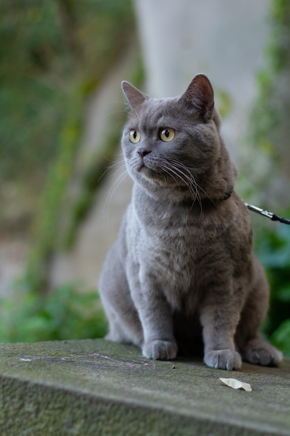 Close de foco seletivo vertical de um gato cinza de pêlo curto britânico