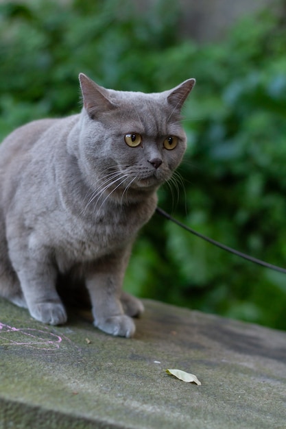 Close de foco seletivo vertical de um gato cinza de pêlo curto britânico