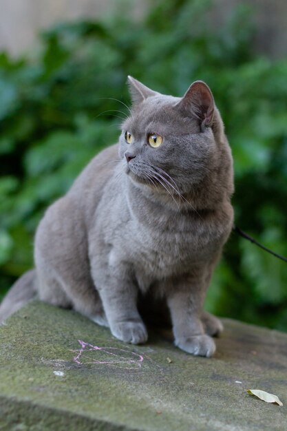 Close de foco seletivo vertical de um gato cinza de pêlo curto britânico