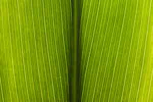 Foto grátis close de folha verde