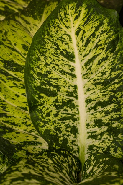 Foto grátis close de folhas de plantas fascinantes