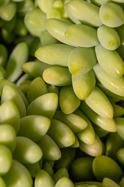 Close de folhas de plantas suculentas