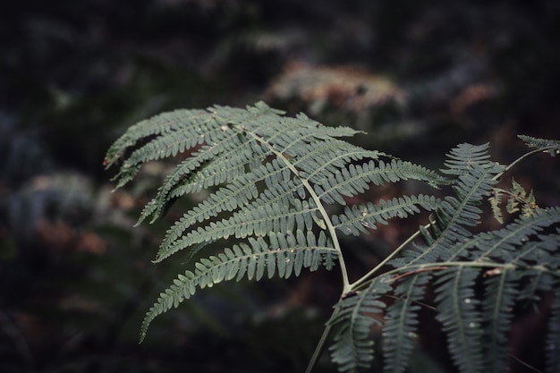 Close de folhas de samambaia cercadas por vegetação em um jardim