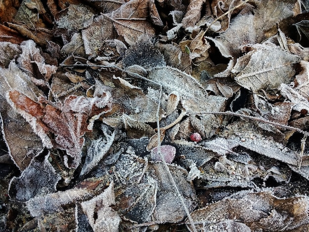 Close de folhas secas congeladas no chão durante o inverno