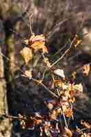 Foto grátis close de folhas secas em galhos de árvores sob a luz do sol