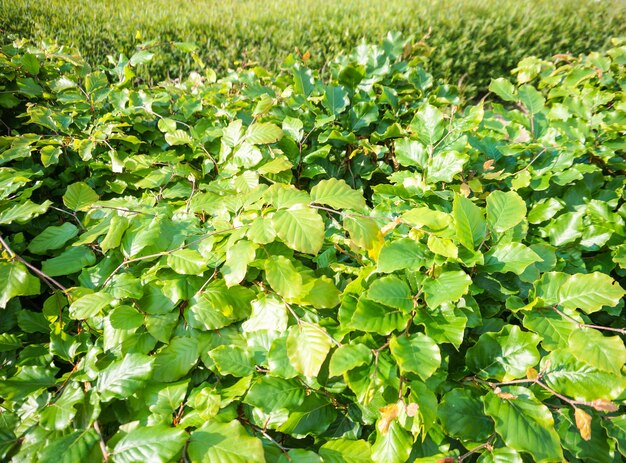 Close de folhas verdes exuberantes de um arbusto com gramíneas