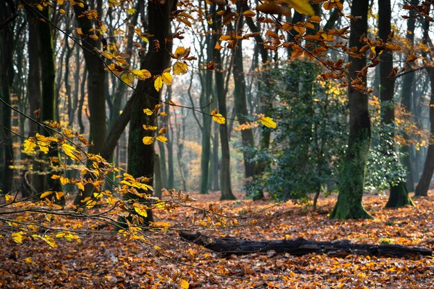 Close de galhos de árvores cobertos de folhas, cercados por árvores em uma floresta no outono