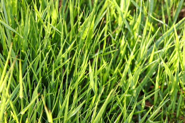 Close de grama verde fresca