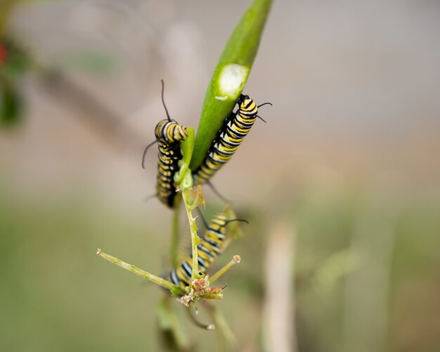 Close de lagartas nas folhas em um campo sob a luz do sol com um fundo desfocado