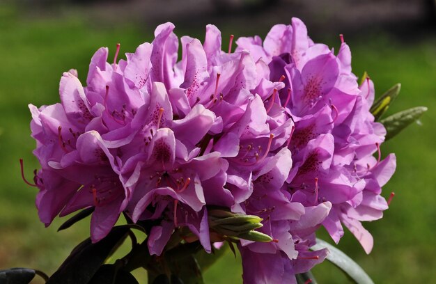 Close de lindas flores de rododendro florescendo no parque