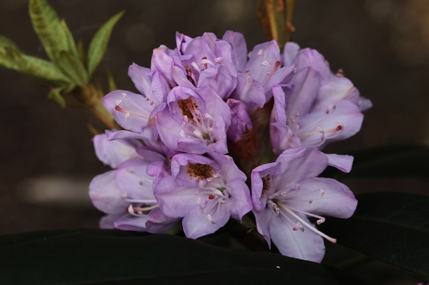 Close de lindas flores de rododendro florescendo no parque