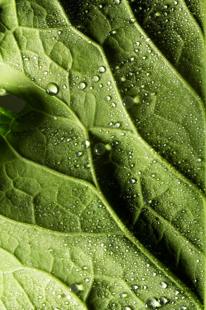 Close de nervos de folhas verdes com gotas de água