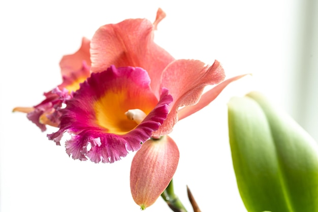 Close de orquídea tailandesa em macro fotografia de fundo desfocado