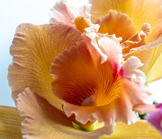 Close de orquídea tailandesa em macro fotografia de fundo desfocado