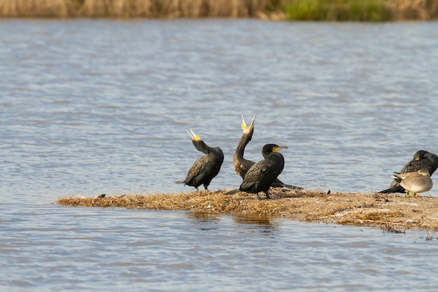 Foto grátis close de pássaros corvos-marinhos ou phalacrocorax carbo perto do lago durante o dia