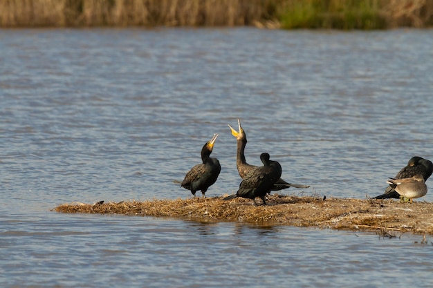 Foto grátis close de pássaros corvos-marinhos ou phalacrocorax carbo perto do lago durante o dia
