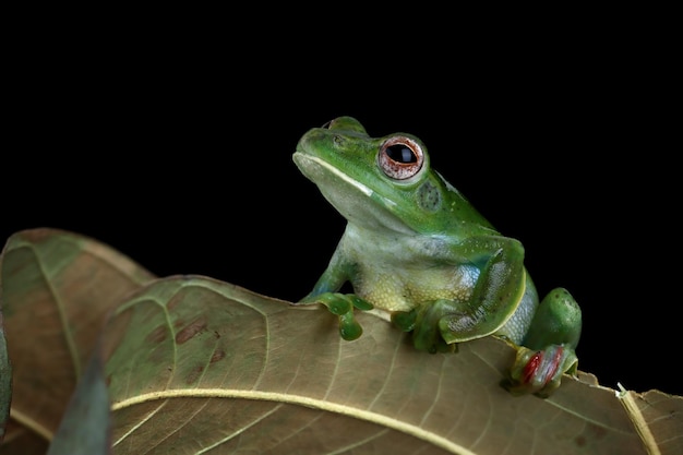 Close de Rhacophorus dulitensis em folhas verdes