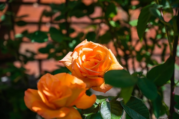 Close de rosas de jardim laranja rodeadas por vegetação sob a luz do sol com um fundo desfocado