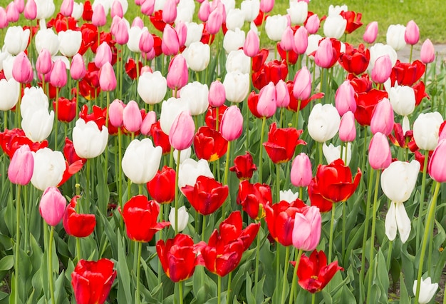 Close de tulipas coloridas em um jardim sob o sol