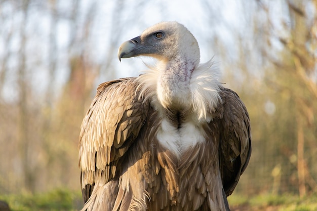 Close de um abutre de aparência feroz com uma bela exibição de sua coleira de penas