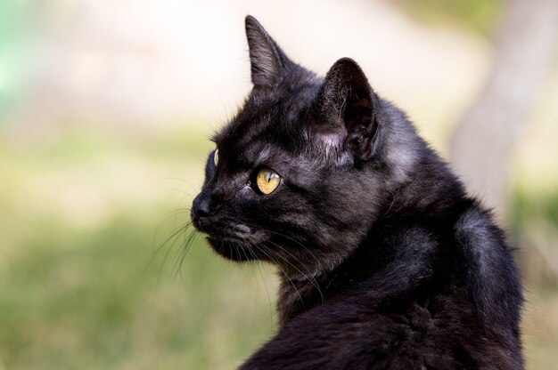 Close de um adorável gato preto em um campo sob a luz do sol com uma superfície desfocada