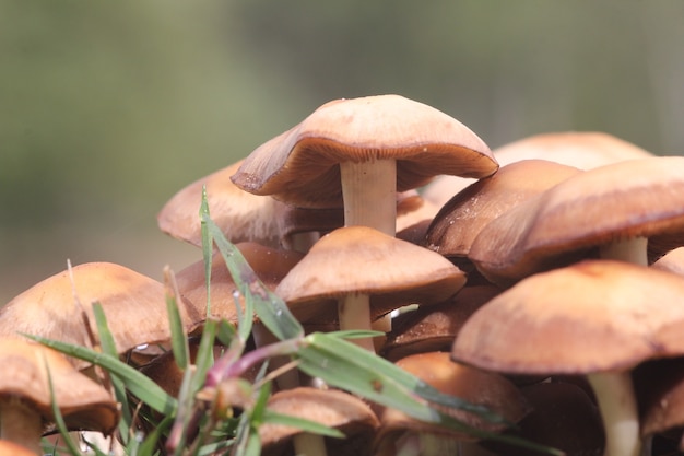 Foto grátis close de um aglomerado de cogumelos em um campo gramado