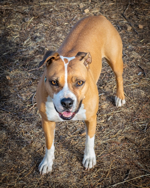 Close de um American Staffordshire Terrier zangado