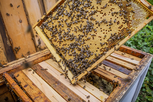 Close de um apicultor segurando uma moldura de favos de mel com muitas abelhas fazendo mel