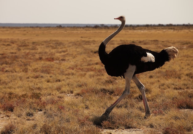 Close de um avestruz correndo na savana gramada na namíbia