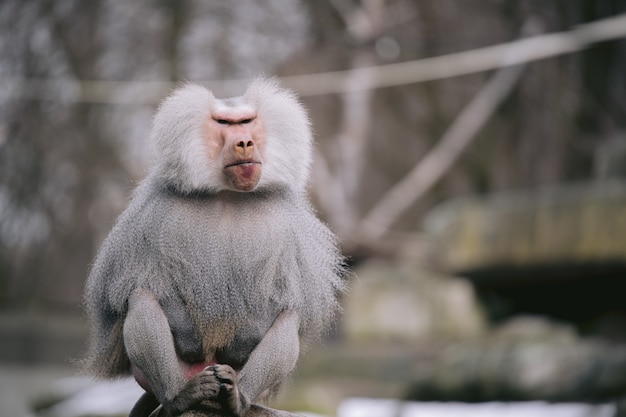 Macaco branco albino imagem de stock. Imagem de marrom - 290616153