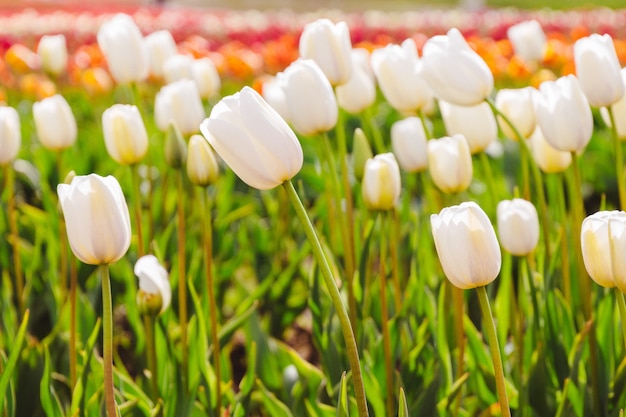 Close de um belo campo de um campo de tulipas coloridas brilhantes