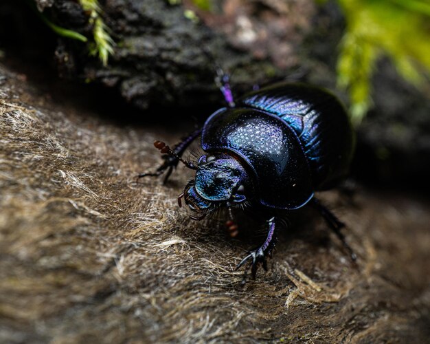 Close de um besouro azul escuro em uma superfície de madeira