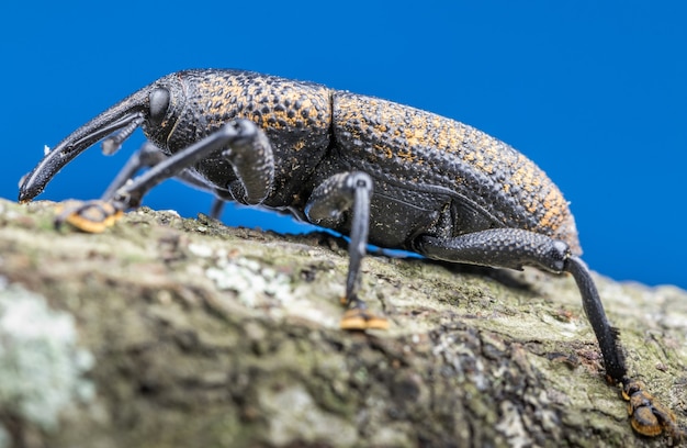 Foto grátis close de um besouro preto com um bico longo em uma árvore