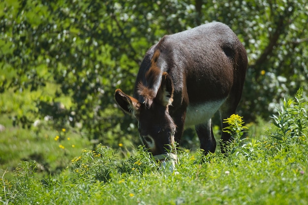 Close de um burro em um campo agrícola coberto de vegetação sob a luz do sol