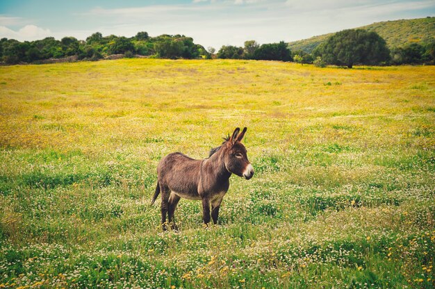 Close de um burro no campo de flores amarelas