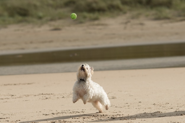 Close de um cachorro branco brincando em uma praia arenosa