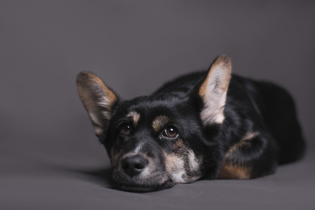 Close de um cachorro deitado e olhando em silêncio para a câmera