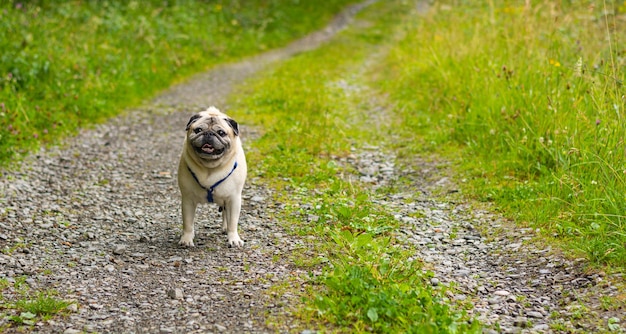 Close de um cachorro em um caminho de pedra vazio