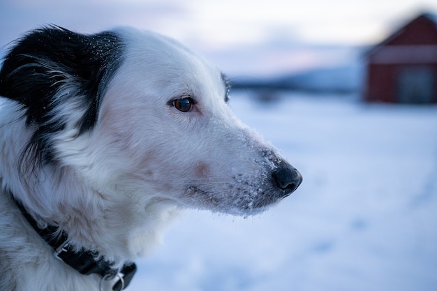 Close de um cachorro fofo com neve no focinho no norte da Suécia