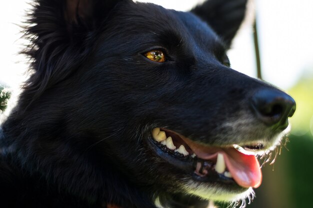 Close de um cachorro preto com olhos castanhos e boca aberta