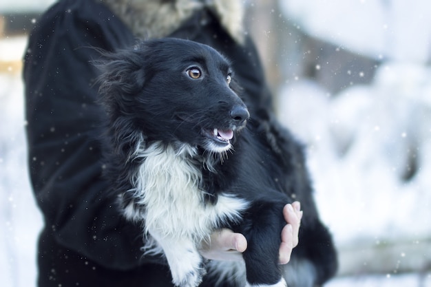 Close de um cachorro preto sob o clima de neve olhando de lado